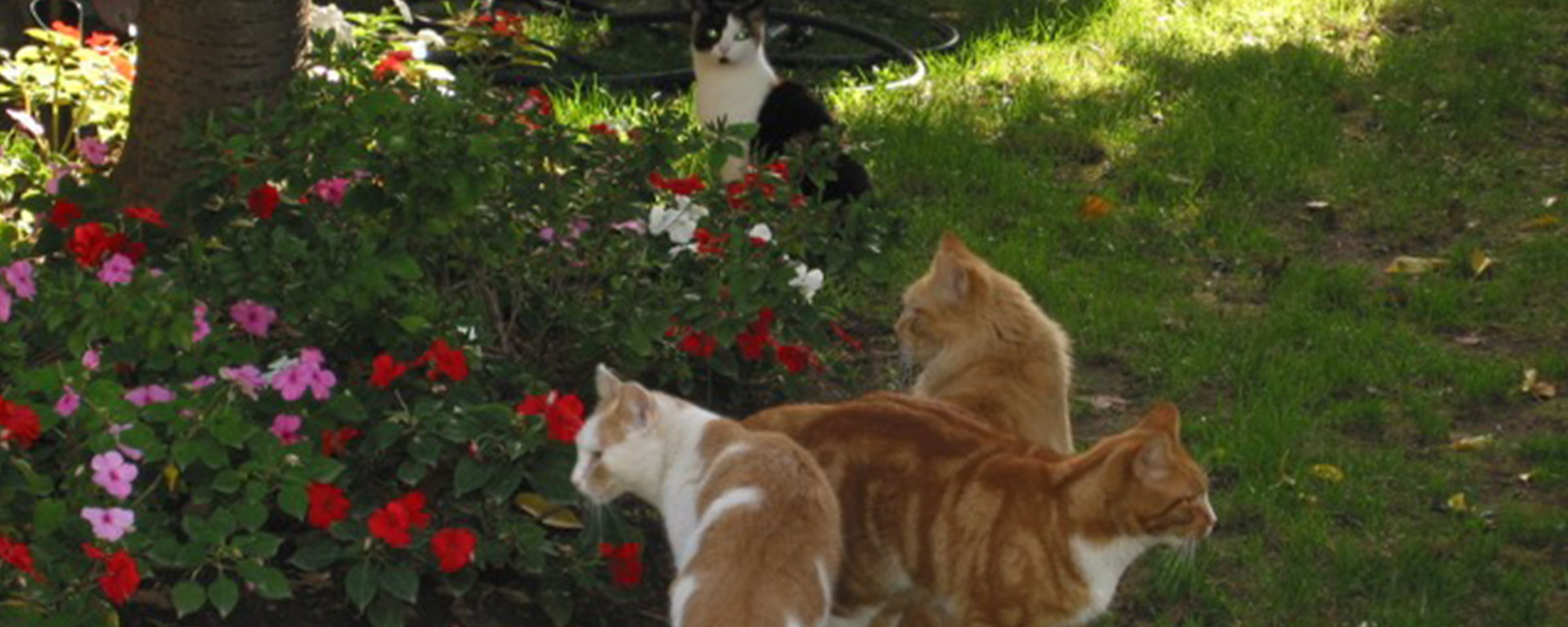 Outdoor Cats in Our Community - CPAW NJ